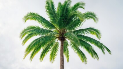 Green beautiful palm tree isolated on a white backdrop.