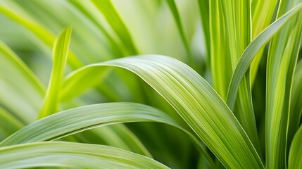 Obraz premium Vibrant green leaf texture in close-up, showcasing nature's organic beauty and intricate details