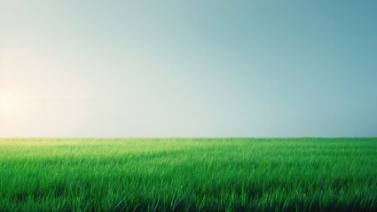 Obraz premium Green lawn against a white background. Texture of green grass. Focused view from the side.