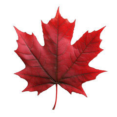 Vibrant Red Autumn Maple Leaf: Close-Up of Beautiful Seasonal Foliage in Nature's Idyllic Landscape