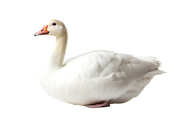 Fototapeta premium A white goose with elegant feathers in soft natural light