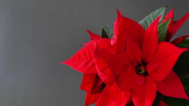 Christmas wallpaper with poinsettia flowers.Christmas star flower.Festive symbolic Christmas flowers. 4k footage