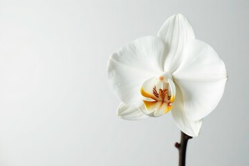 Obraz premium Delicate white orchid blossom against pure white backdrop, minimal, nature, fresh