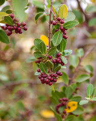Mastixstrauch (Pistacia lentiscus), Sizilien