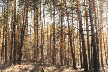 Pine forest. Pine trunks. Coniferous trees.
