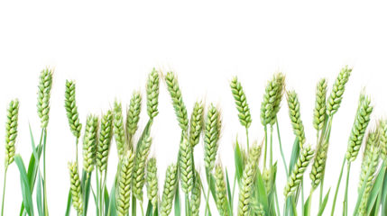 green wheat on transparent PNG background