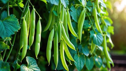 Green beans on the vine, nutritious green beans growing on a bean plant in a home garden.