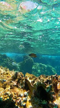 Closeup of Coral Reef Playful Tropical Fish Swimming in the Turquoise Waters of the Caribbean Sea in Cozumel Mexico