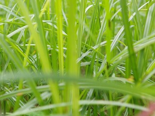 green grass with water drops