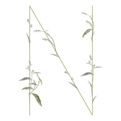 Capital letter N with floral motifs. Botanical alphabet with herbs and wildflowers. Blooming green branches of Polygonum plant. Knotweed or Smartweed flower. Isolated vector illustration.