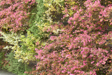 Obraz premium Lush Garden in a Living Green Wall