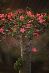 Adenium Obesum (Mock Azalea, Desert Rose, Impala Lily, Pink Bigmonia, Salsi Star) Suan Nong Nooch Tropical Garden Pattaya, Thailand. 