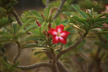 Adenium Obesum (Mock Azalea, Desert Rose, Impala Lily, Pink Bigmonia, Salsi Star) Suan Nong Nooch Tropical Garden Pattaya, Thailand. 