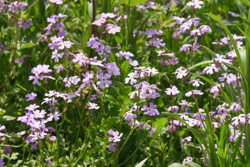 Fototapeta premium Spring bloom Egyptian Honesty, Maltese Cross (lat.- Ricotia lunaria)