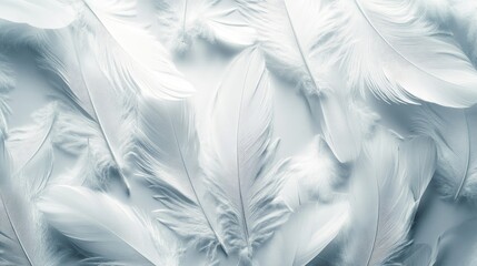 A collection of wispy white feathers arranged in a natural, overlapping pattern on a white background