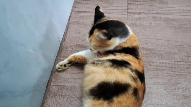 Calico cat grooming its body