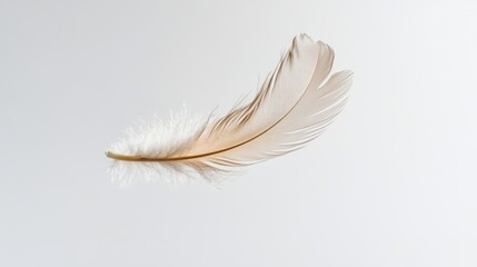 Obraz premium A graceful feather caught mid-fall, appearing weightless against a seamless white background