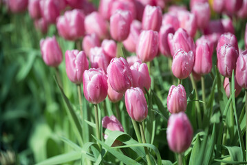 Fototapeta premium Pink tulips blooming at ornamental garden in spring time, Flower background