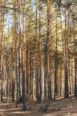 Pine forest. Pine trunks. Coniferous trees.
