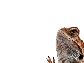 Detailed Reptile Lizard Head Portrait Against Black Isolated Background as Photo for Adobe Stock
