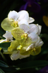 Obraz premium Hybrid Vanda orchid flower blossom in garden