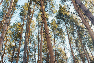 Pine forest. Pine trunks. Coniferous trees.