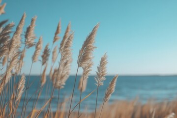 Pampas grass swaying gently in the coastal breeze against a serene blue ocean backdrop.