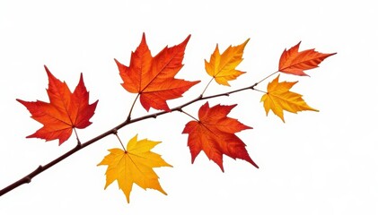 Isolated branch with twigs and leaves in autumn color on white background, colors, nature, fallen leaves