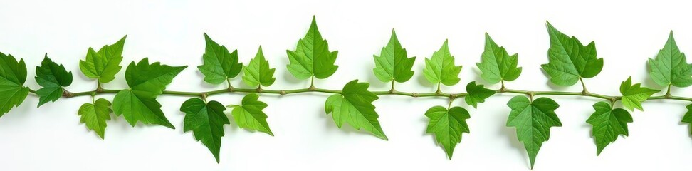 Fototapeta premium isolated ivy leaves and stems on white background, green, ivy