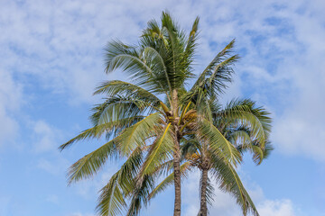 Fototapeta premium Beautiful Palm tree Hawaii Summer