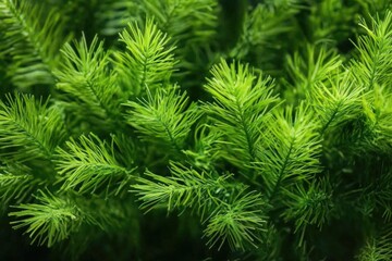 Vibrant and youthful green pine branches, full of life and freshness.