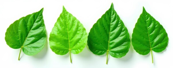 Leafy greens isolated on white background, showcasing delicate veins and textures, clean, plant, flora