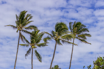 Obraz premium Beautiful Palm tree Hawaii Summer