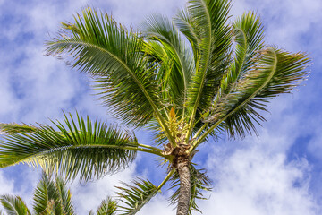 Fototapeta premium Beautiful Palm tree Hawaii Summer