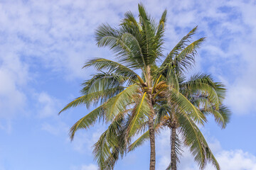 Beautiful Palm tree Hawaii Summer