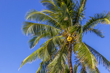 Fototapeta premium Beautiful Palm tree Hawaii Summer