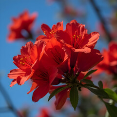 Flame Tree (Hoa Phượng)