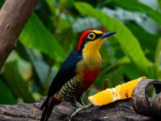 colorful woodpecker