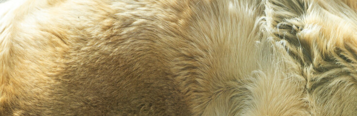 close up of a fur of a lion in the sun 