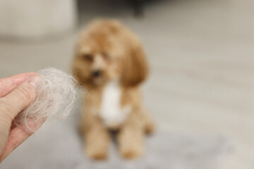 Woman with pet's hair and dog indoors, selective focus. Space for text