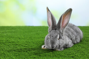 Fluffy grey rabbit on green grass outdoors, space for text