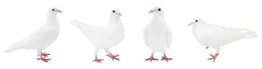 Beautiful dove isolated on white, collage of photos
