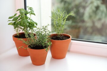 Different aromatic herbs in pots on window sill