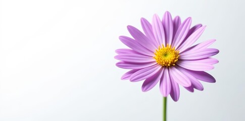 Fototapeta premium Single purple aster amellus flower on white background, white background, plant, amellus