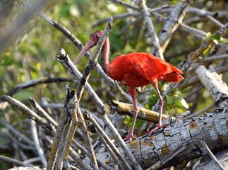 Scarlet Ibis (Eudocimus Ruber) Bird on a Mangrove Tree at the Caroni Swamp or Caroni Bird Sanctuary, Trinidad and Tobago. The Scarlet ibis is the national bird on the Caribbean island, Trinidad.