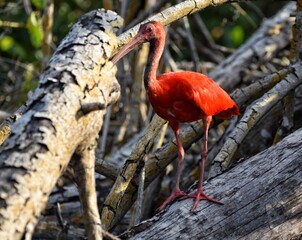 A Scarlet Ibis (Eudocimus Ruber) bird perched on a mangrove tree branch in the wild at the Caroni Swamp or Caroni Bird Sanctuary in Trinidad and Tobago. This Ibis is the National bird of Trinidad