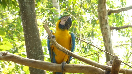 guacamaya azul y amarilla © luisalfredo