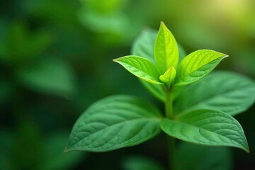 Vibrant green sapling, stark white setting Focus on delicate leaves , close-up, vibrant, photography