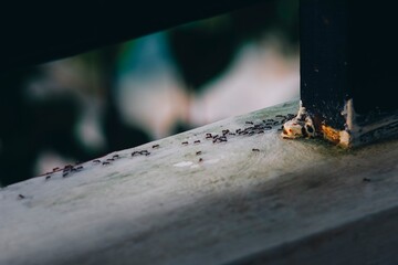 Group of Ants Marching on Fence