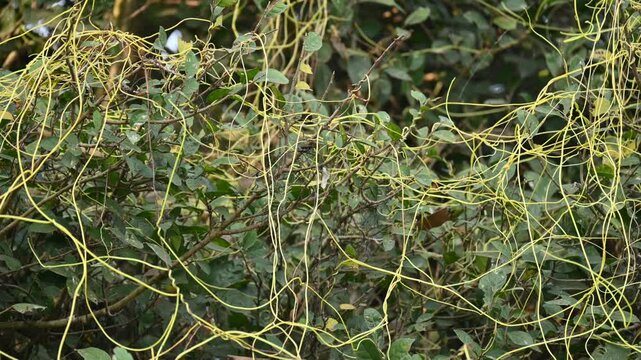 Cuscuta or Dodder plant. It is a genus species of yellow, orange,or red &nbsp;parasitic plants. Its can be identified by its thin stems appearing leafless,with the&nbsp;leaves&nbsp;reduced to minute scales. Amarbel.